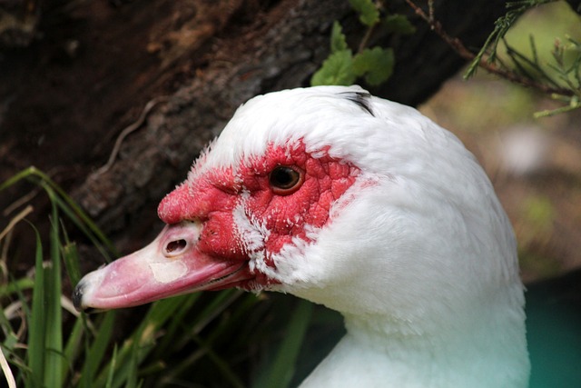 更能吸引二 更能吸引二